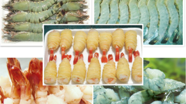 魚介類の製造・販売のベトナムからの輸入、買付け、仕入れはベトナムジャパンまで